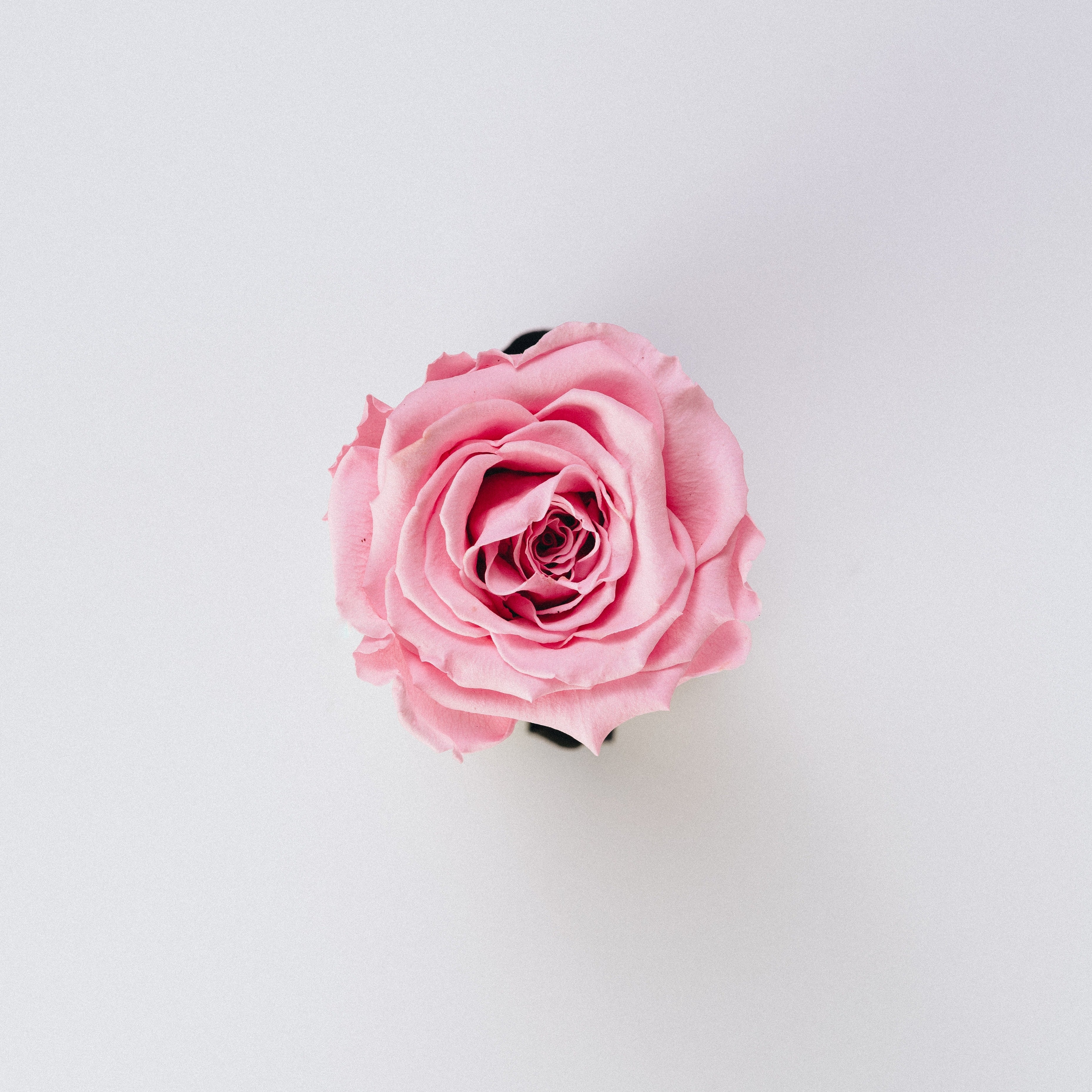 The Viral Vibrating Rose Sex Toy: What is it Used For? Your Pleasure Toys The Viral Vibrating Rose Sex Toy: What is it Used For? Your Pleasure Toys
